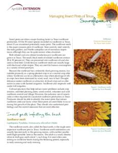 Managing Insect Pests of Texas  Sunflowers E[removed]