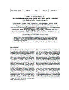 Gular scales / Psammophilus dorsalis / Laudakia caucasia / Squamata / Agama / Herpetology