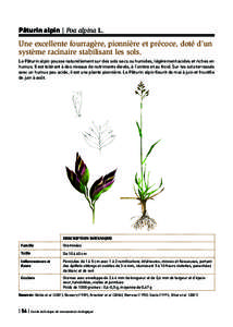 Pâturin alpin | Poa alpina L.  Une excellente fourragère, pionnière et précoce, doté d’un système racinaire stabilisant les sols. Le Pâturin alpin pousse naturellement sur des sols secs ou humides, légèrement 