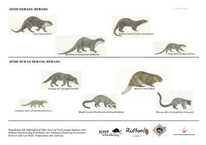 BERANG-BERANG INDONESIA Empat jenis berang-berang dapat dijumpai di Indonesia – Berang-berang utara (Lutra lutra), Berang-berang bulu licin (Lutrogale perspicillata), Berang-berang cakar kecil (Aonyx cinerea) dan Bera