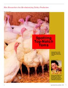 How Researchers Are Revolutionizing Turkey Production KEITH WELLER (K8099-3) Spotting Top-Notch Toms