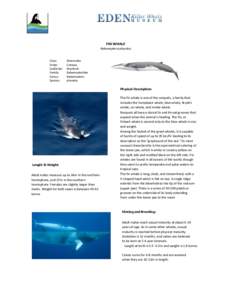FIN WHALE Balaenoptera physalus Class: Order: SubOrder: