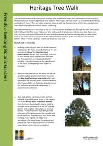 Biology / Trees of Australia / Araucaria bidwillii / Bushfood / Flora of New South Wales / Geelong Botanic Gardens / Brachychiton / Araucaria / Botanical garden / Botany / Ornamental trees / Flora