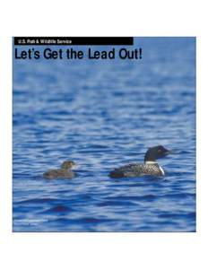 U.S. Fish & Wildlife Service  Let’s Get the Lead Out! Common Loon and Chick Corel Corp. photo