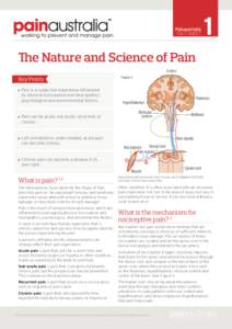 Painaustralia FACT SHEET 1  The Nature and Science of Pain