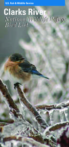 Pine Warbler / Blue-winged Warbler / Yellow Warbler / Golden-winged Warbler / Bay-breasted Warbler / Palm Warbler / Black-throated Green Warbler / Dendroica / Birds of Glacier National Park / New World warbler