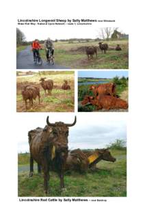 Lincolnshire Longwool Sheep by Sally Matthews near Stixwould Water Rail Way - National Cycle Network – route 1, Lincolnshire Lincolnshire Red Cattle by Sally Matthews – near Bardney  Alchemic Garden