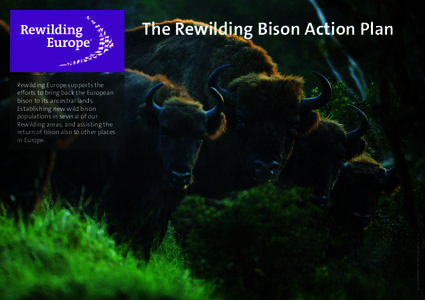 The Rewilding Bison Action Plan Rewilding Europe supports the efforts to bring back the European bison to its ancestral lands. Establishing new wild bison populations in several of our