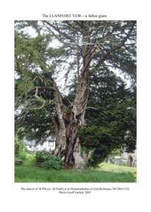 The LLANFOIST YEW—a fallen giant  The church of St Ffwyst (St Faith) is in Monmouthshire at Grid Reference SOPhoto-Geoff Garlick 2005  This ancient yew was felled by storm force winds on Thursday 5th January