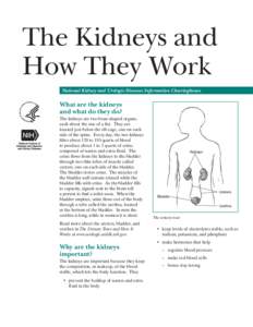 The Kidneys and How They Work National Kidney and Urologic Diseases Information Clearinghouse What are the kidneys and what do they do?