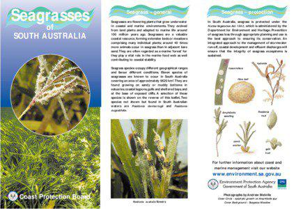 Flora of Australia / Posidonia coriacea / Posidonia / Halophila / Amphibolis / Zostera / Seagrasses of Western Australia / Seagrass / Plant taxonomy / Botany
