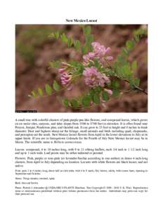 New Mexico Locust  A small tree with colorful clusters of pink-purple pea-like flowers, and compound leaves, which grows on on moist sites, canyons, and talus slopes from 5500 to 8700 feet in elevation. It is often found