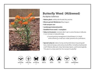 Butterfly Weed (Milkweed) Asclepias tuberosa • Native plant: widely distributed, dry prairies • Bloom period Oklahoma: May-August • Full sun/part sun • Landscape/restored prairie