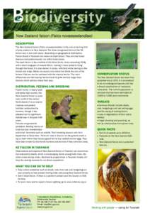 Falcon / Ornithology / Zoology / Falco / New Zealand Falcon / Birds of prey