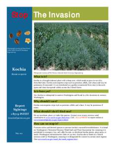 Tumbleweeds / Noxious weed / Bassia / Kochia / Noxious / Biology / Agriculture / Botany / Amaranthaceae / Bassia scoparia / Japanese cuisine