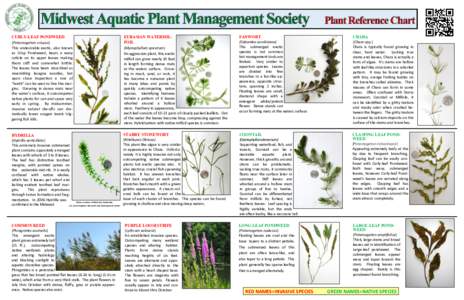 Botany / Flora / Commelinids / Invasive plant species / Flora of North America / Aquatic plants / Haloragaceae / Hydrocharitaceae / Potamogeton amplifolius / Potamogeton crispus / Elodea canadensis / Leaf