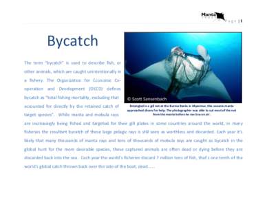 Page |1  Bycatch The term “bycatch” is used to describe fish, or other animals, which are caught unintentionally in a fishery. The Organization for Economic Cooperation and Development (OECD) defines