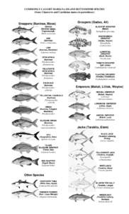 Commonly Caught Bottomfish Species