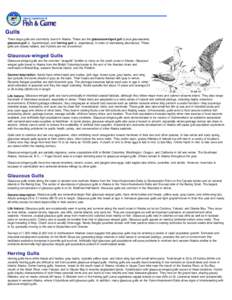 Gulls: Wildlife Notebook Series - Alaska Department of Fish and Game