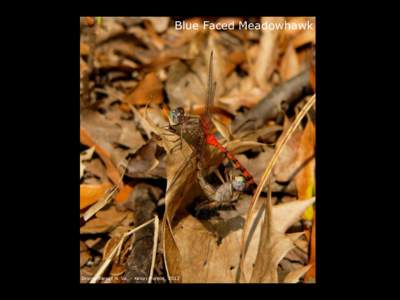 Blue Faced Meadowhawk  Dragonflies of N. Va. – Kevin Munroe, 2012 Flight Record: