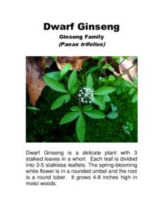 Dwarf Ginseng Ginseng Family (Panax trifolius)  Dwarf Ginseng is a delicate plant with 3