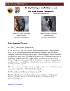 U.S. Fish and Wildlife Service  Questions and Answers Female black-backed woodpecker (Picoides arcticus)