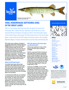 Illustration: Damstra  Muskellunge is one of at least 18 fish species in the Great Lakes affected by VHS.  Viral Hemorrhagic Septicemia (VHS)