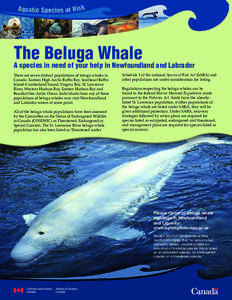 The Beluga Whale A species in need of your help in Newfoundland and Labrador There are seven distinct populations of beluga whales in Canada: Eastern High Arctic-Baffin Bay, Southeast Baffin