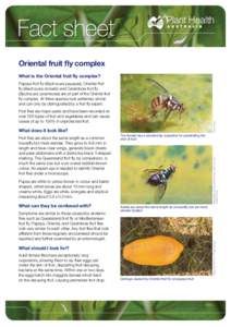 Fact sheet Oriental fruit fly complex What is the Oriental fruit fly complex? Papaya fruit fly (Bactrocera papayae), Oriental fruit fly (Bactrocera dorsalis) and Carambola fruit fly (Bactrocera carambolae) are all part o