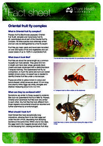 Fact sheet Oriental fruit fly complex What is Oriental fruit fly complex? Papaya fruit fly (Bactrocera papayae), Oriental fruit fly (B. dorsalis) and Carambola fruit fly (B. carambolae) are all part of the Oriental fruit