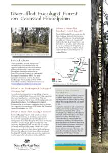 Where is River-flat Eucalypt Forest found? River-flat Eucalypt Forest occurs on the flats, drainage lines and river terraces of coastal floodplains where flooding is periodic and where soils are generally