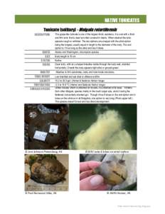 NATIVE TUNICATES Tunicate (solitary) - Molgula retortiformis DESCRIPTION RANGE SIZE