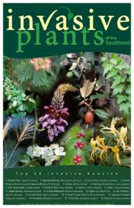 Plants / Shrub / Honeysuckle / Flora / Lonicera maackii / Rhododendron / Donald E. Davis Arboretum / University of Delaware Botanic Gardens / Botany / Biology / Plant morphology