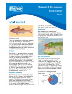 Mullus surmuletus / Red mullet / Mullus / Goatfish / Mullet / Sea Fish Industry Authority / Fishery / Mullidae / Fish / Fauna of Europe