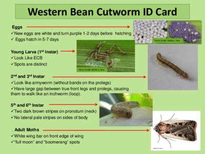 Western Bean Cutworm ID Card Eggs New eggs are white and turn purple 1-2 days before hatching  Eggs hatch in 5-7 days Young Larva (1st Instar) Look Like ECB