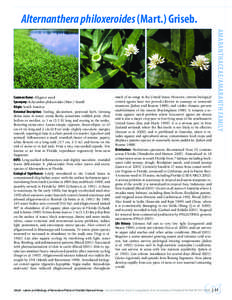 Alternanthera philoxeroides / Biology / Agasicles hygrophila / Environment / Amynothrips andersoni / Arcola malloi / Alternanthera / Biological pest control / Water hyacinth / Invasive plant species / Aquatic plants / Ecology
