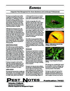 Earwigs Integrated Pest Management for Home Gardeners and Landscape Professionals Earwigs are among the most readily recognized insect pests in home gardens (Figure 1). Although earwigs can devastate seedling vegetables 