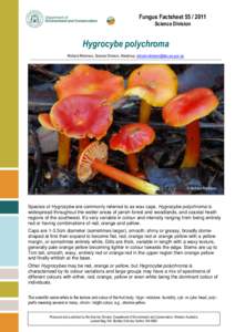 Fungus Factsheet[removed]Science Division Hygrocybe polychroma Richard Robinson, Science Division, Manjimup, [removed]