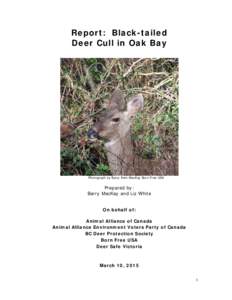 Report: Black-tailed Deer Cull in Oak Bay Photograph by Barry Kent MacKay Born Free USA  Prepared by: