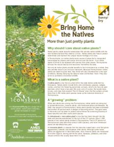 Sunny/ Dry Why should I care about native plants?  Native plants create beautiful landscapes that provide native wildlife with the