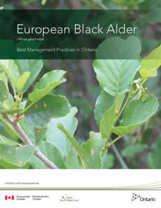 European Black Alder (Alnus glutinosa) Best Management Practices in Ontario  ontario.ca/invasivespecies