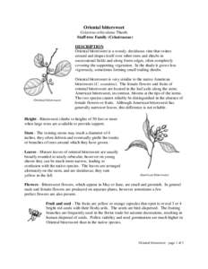 Biology / Staff vine / Celastrus scandens / Celastrus orbiculatus / Bittersweet / Vine / Stolon / Solanum dulcamara / Celastraceae / Botany / Flora