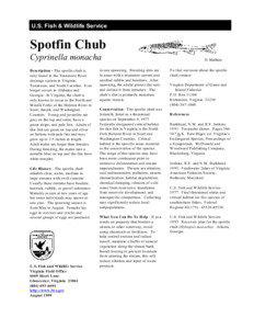 U.S. Fish & Wildlife Service  Spotfin Chub
