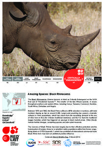 Save the Rhino International  © Amazing Species: Black Rhinoceros The Black Rhinoceros, Diceros bicornis, is listed as Critically Endangered on the IUCN