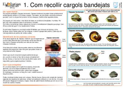 1. Com recollir cargols bandejats On i quan buscar Els cargols bandejats (Cepaea nemoralis i Cepaea hortensis) es poden trobar pràcticament