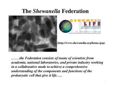 The Shewanella Federation  (http://www.shewanella.org/home.sjsp) …….the Federation consists of teams of scientists from academia, national laboratories, and private industry working