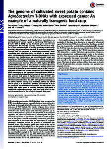 The genome of cultivated sweet potato contains Agrobacterium T-DNAs with expressed genes: An example of a naturally transgenic food crop Tina Kyndta,1, Dora Quispea,b,1, Hong Zhaic, Robert Jarretd, Marc Ghislainb, Qingch