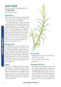 GIANT REED Also known as arundo grass, bamboo reed Arundo donax Grass Family (Poaceae) DESCRIPTION
