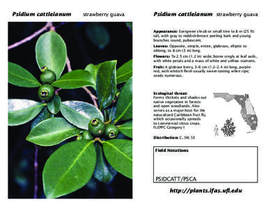 Food and drink / Guava / Psidium cattleianum / Ziziphus mauritiana / Fruit / Invasive plant species / Agriculture / Botany