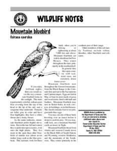 WILDLIFE NOTES Mountain bluebird Cuiraca caerulea If you enjoy brilliant sights,